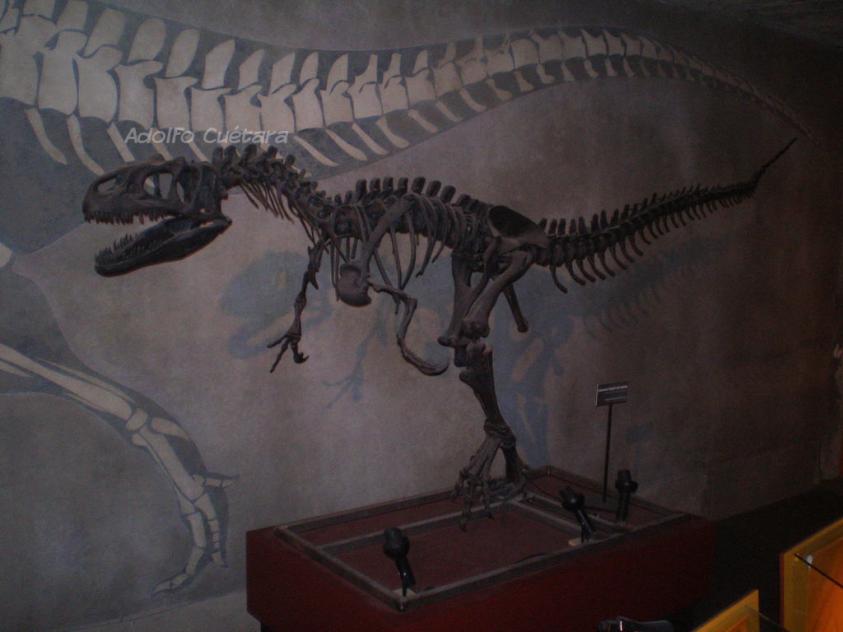 Allosaurus