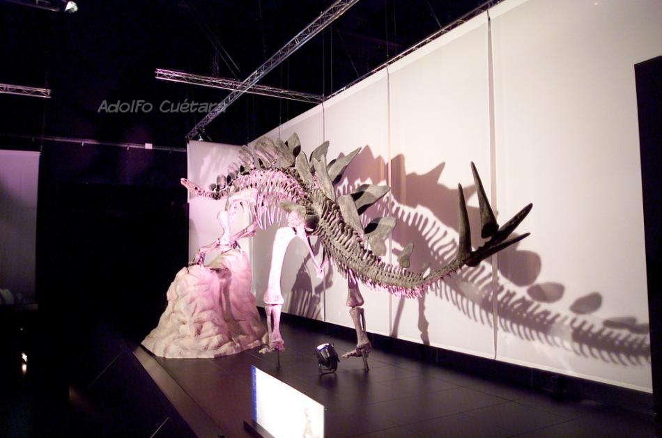 Stegosaurus