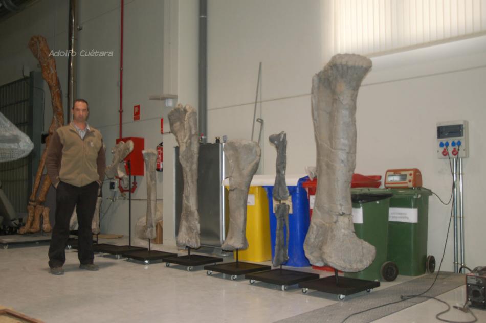Turiasauria Bones