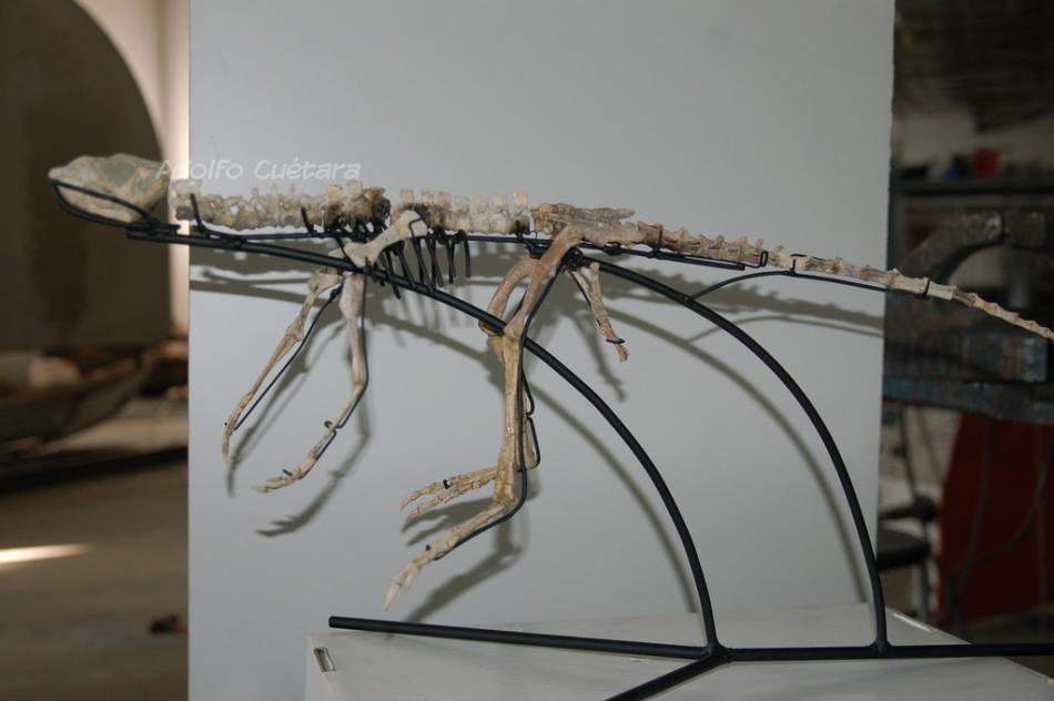 Real fossil