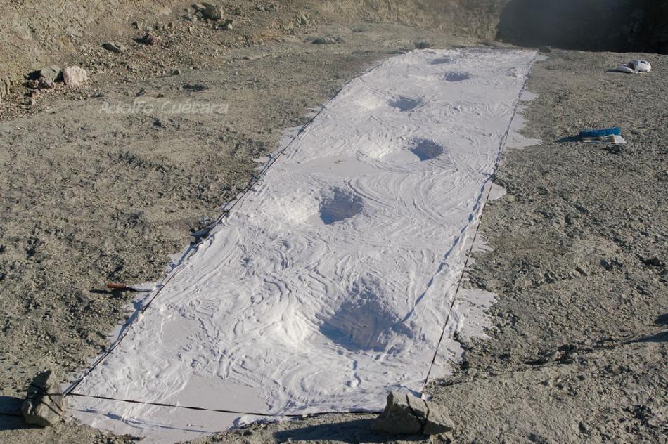Mastodont tracksite